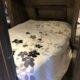Apex Travel Trailer
